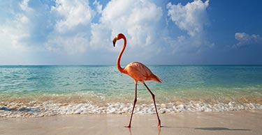 flamingo playa isatourex